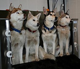 Husky-Bande