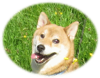 Shiba Inu "Aico"